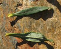 Cistus ladanifer - Upper and lower surface of leaf - Click to enlarge!