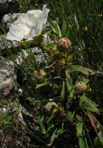 Cistus ladanifer - Flower, side view - Click to enlarge!