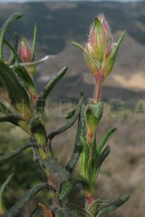 Cistus libanotis - Flower bud - Click to enlarge!