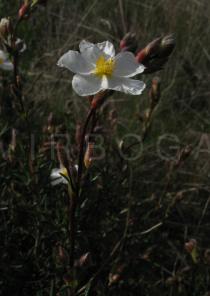 Cistus libanotis - Flower side view - Click to enlarge!