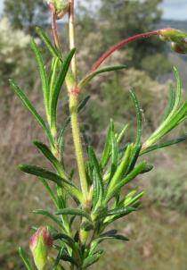 Cistus libanotis - Foliage - Click to enlarge!