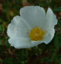 Cistus palhinhae - Flower - Click to enlarge!