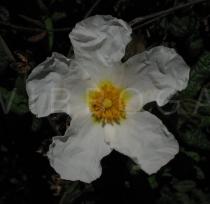 Cistus psilosepalus - Flower - Click to enlarge!