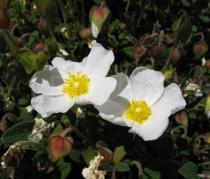 Cistus salvifolius - Flowers - Click to enlarge!