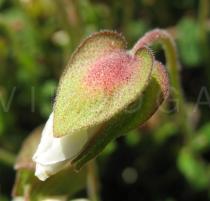 Cistus salvifolius - Flower bud - Click to enlarge!