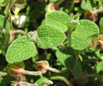 Cistus salvifolius - Leaves - Click to enlarge!