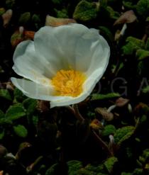 Cistus salvifolius - Flower - Click to enlarge!