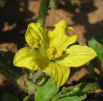 Citrullus lanatus - Flower - Click to enlarge!