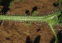 Citrullus lanatus - Stem - Click to enlarge!