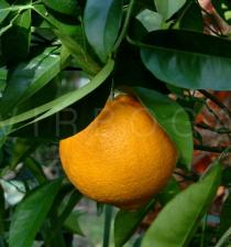 Citrus sinensis - Fruit - Click to enlarge!