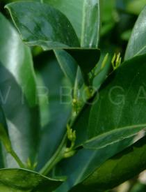 Citrus sinensis - Emerging leaves - Click to enlarge!
