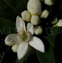 Citrus sinensis - Flower - Click to enlarge!