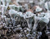 Cladonia chlorophaea - Cups, side view - Click to enlarge!