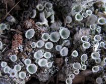 Cladonia chlorophaea - Cups, from above - Click to enlarge!