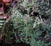 Cladonia subulata - Habit - Click to enlarge!