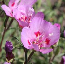 Clarkia amoena - Flowers - Click to enlarge!