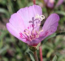 Clarkia amoena - Flower - Click to enlarge!