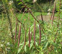 Cleome boliviensis - Ripening capsules - Click to enlarge!
