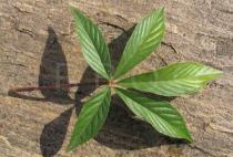Cleome boliviensis - Upper surface of leaf - Click to enlarge!