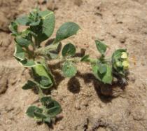 Cleome rotundifolia - Habit - Click to enlarge!
