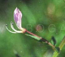 Cleome rutidosperma - Flower - Click to enlarge!