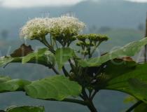 Clerodendrum colebrookianum - Branch with inflorescences - Click to enlarge!