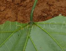 Clerodendrum colebrookianum - Leaf base - Click to enlarge!