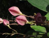 Clerodendrum trichotomum - Flower bud - Click to enlarge!
