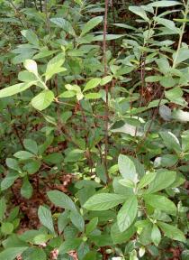 Clethra alnifolia - Habit - Click to enlarge!