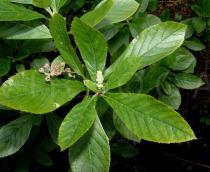 Clethra alnifolia - Buds - Click to enlarge!