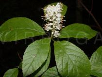 Clethra alnifolia - Flower - Click to enlarge!