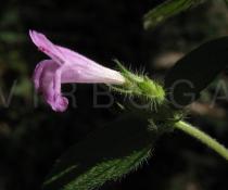 Clinopodium vulgare - Flower, side view - Click to enlarge!