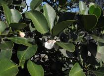Clusia nemorosa - Foliage - Click to enlarge!