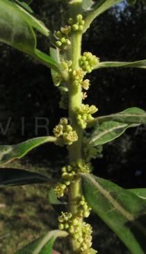Clutia kilimandscharica - Branch section with male flowers - Click to enlarge!