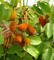 Cnestis ferruginea - Fruits - Click to enlarge!