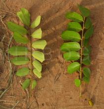 Cnestis ferruginea - Upper and lower side of leaf - Click to enlarge!