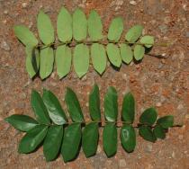Cnestis ferruginea - Upper and lower surface of leaf - Click to enlarge!