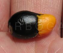 Cnestis ferruginea - Seed - Click to enlarge!