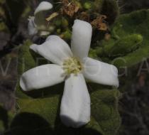 Cnidoscolus bahianus - Flower - Click to enlarge!