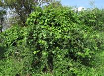 Coccinia aurantiaca - Habit - Click to enlarge!