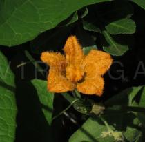 Coccinia aurantiaca - Flower - Click to enlarge!