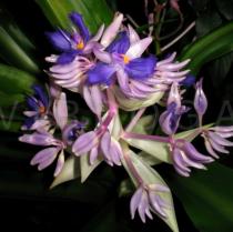 Cochliostema odoratissimum - Flowers - Click to enlarge!
