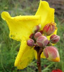 Cochlospermum planchonii - Backside of flower - Click to enlarge!