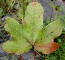 Cochlospermum planchonii - Upper surface of leaf blade - Click to enlarge!