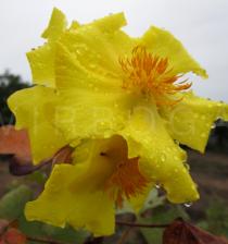 Cochlospermum planchonii - Flower - Click to enlarge!