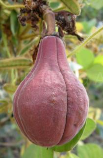 Cochlospermum planchonii - Fruit - Click to enlarge!