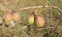 Cochlospermum planchonii - Fruits - Click to enlarge!