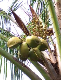 Cocos nucifera - Fruits - Click to enlarge!