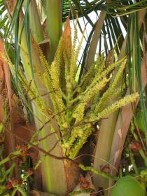 Cocos nucifera - Inflorescence still partially ensheathed in the spathe - Click to enlarge!