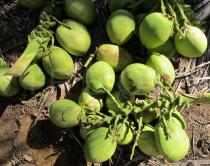 Cocos nucifera - Ripe fruits - Click to enlarge!